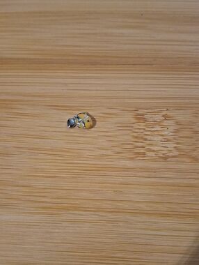 Orange Clownfish Floating Locket Charm